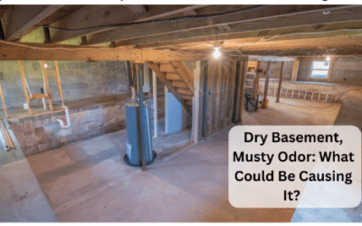 Dry Basement, Musty Odor: What Could Be Causing It?