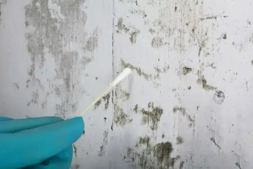 Direct mold sampling using a swab on a basement wall to identify surface mold growth