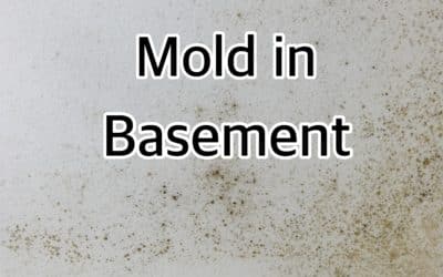 Mold in Basement