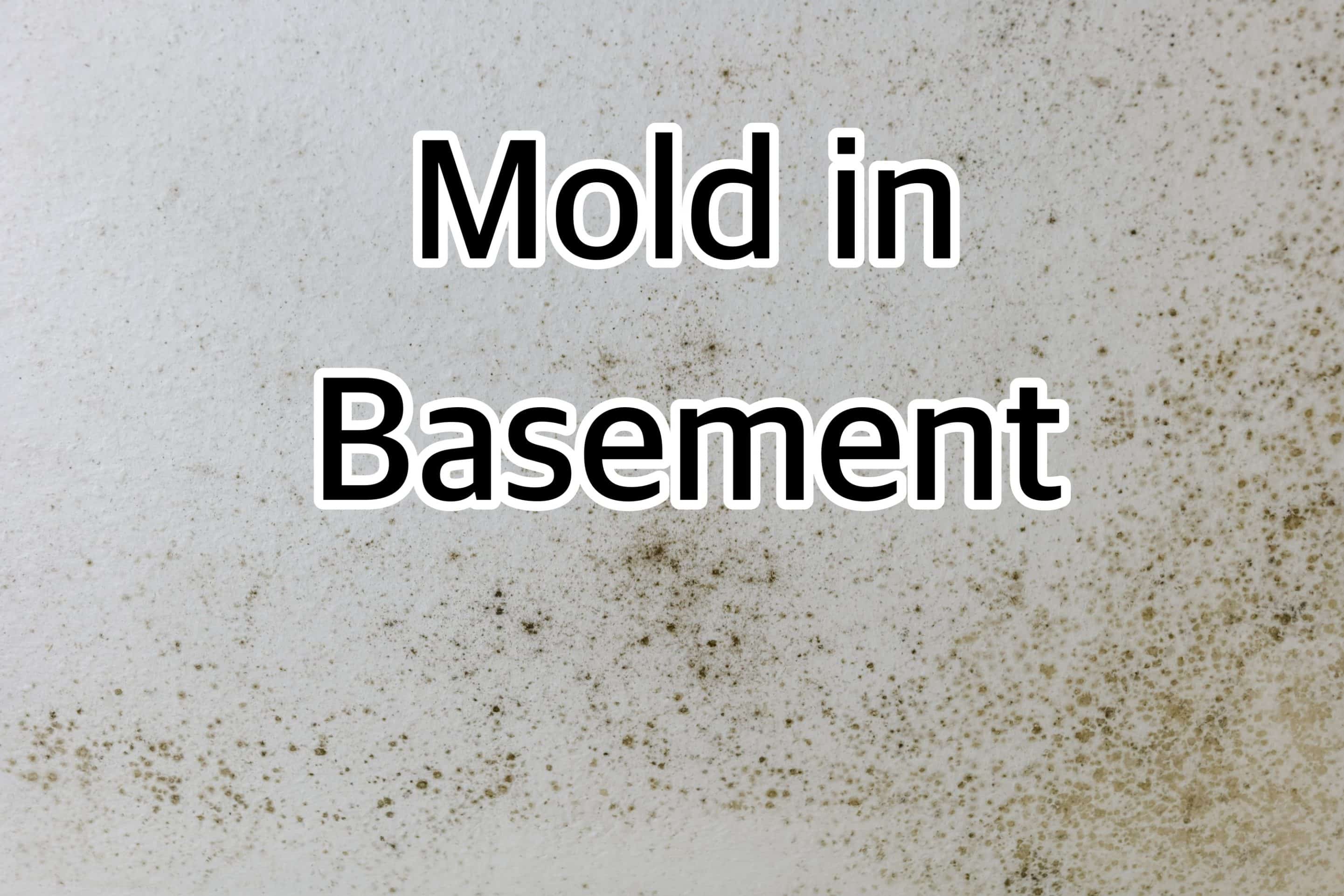 Mold in Basement